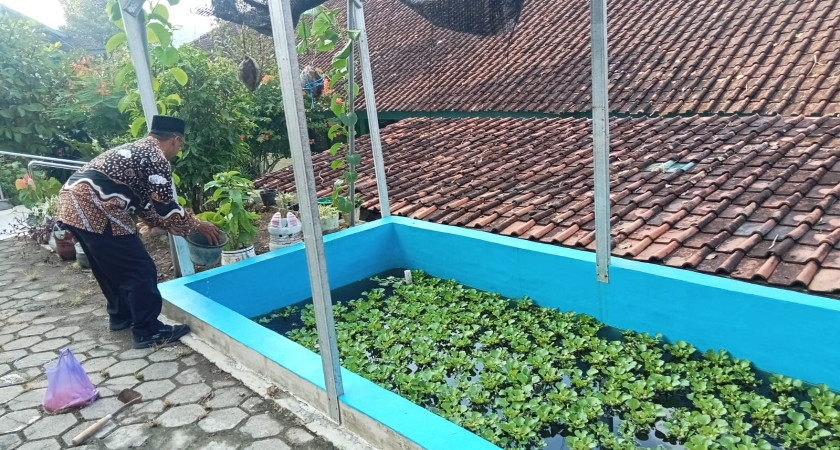 Aksi Hijau di Pagi Hari: Perawatan Rutin Ekosistem Kolam oleh Tim Adiwiyata MTsN 5 Kulon Progo