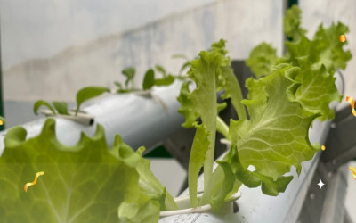 Tanaman Green House MTsN 5 Kulon Progo Mulai Subur, Tim Adiwiyata Siapkan Panen